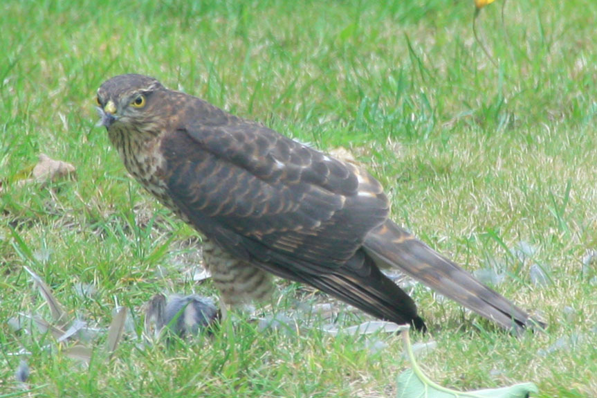Sparrowhawk 06