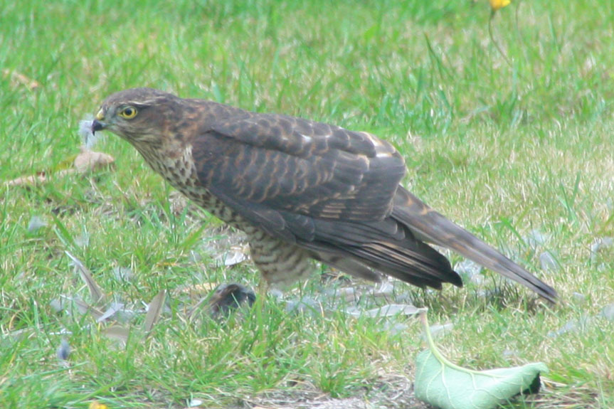 Sparrowhawk 08