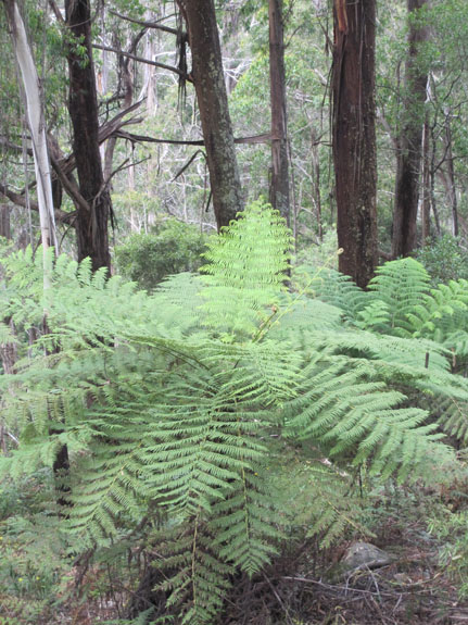 Tathra-033