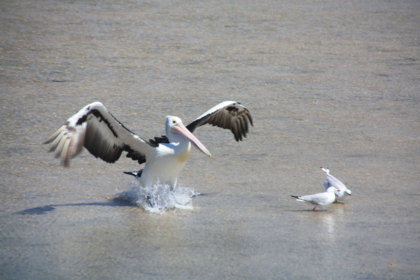 Tathra-181