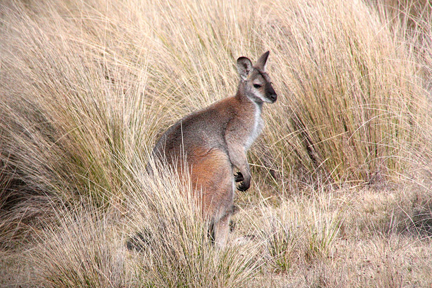 Tathra-27