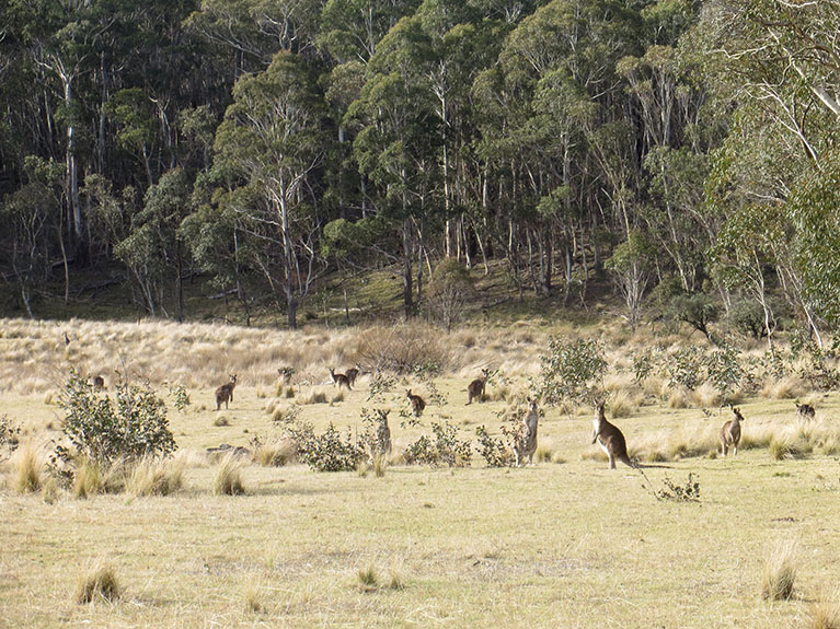 Tathra-43