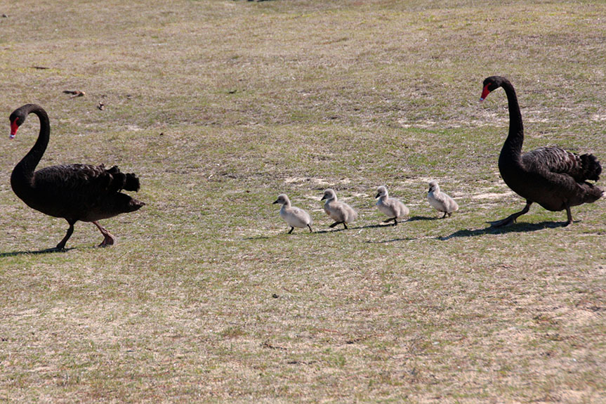 Lakes Entrance-45