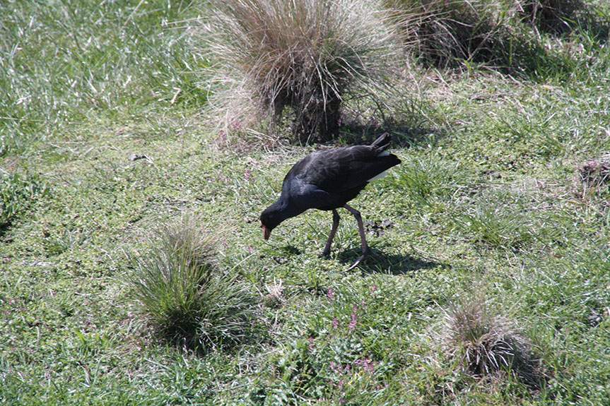 Phillip Island-034