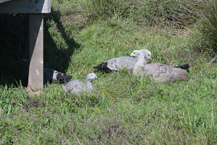 Phillip Island-036