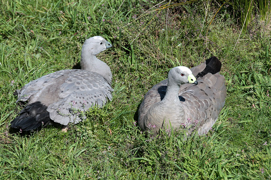 Phillip Island-037