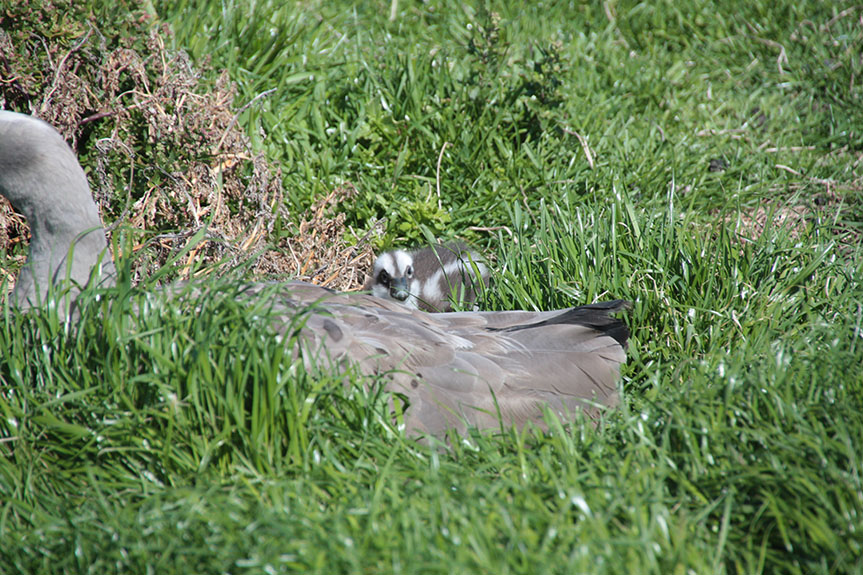 Phillip Island-062