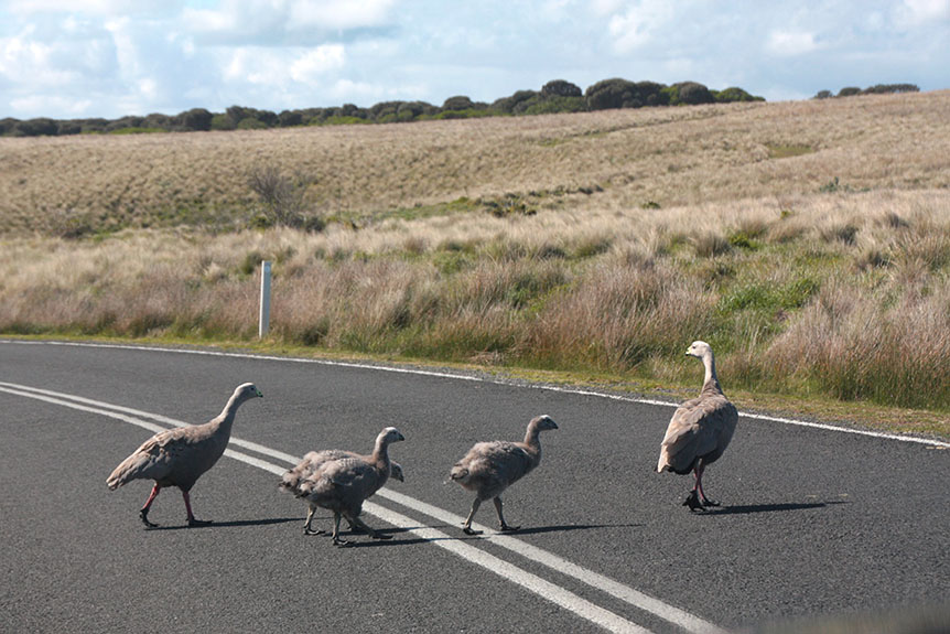 Phillip Island-080