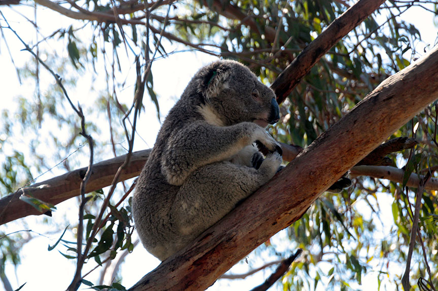 Phillip Island-084