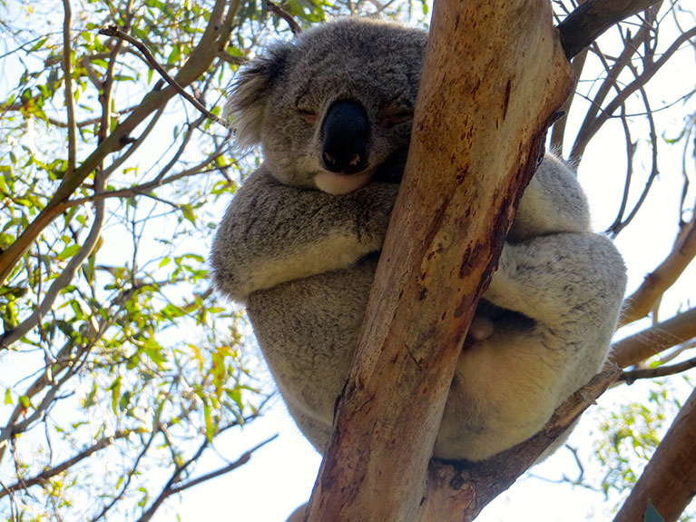 Phillip Island-089