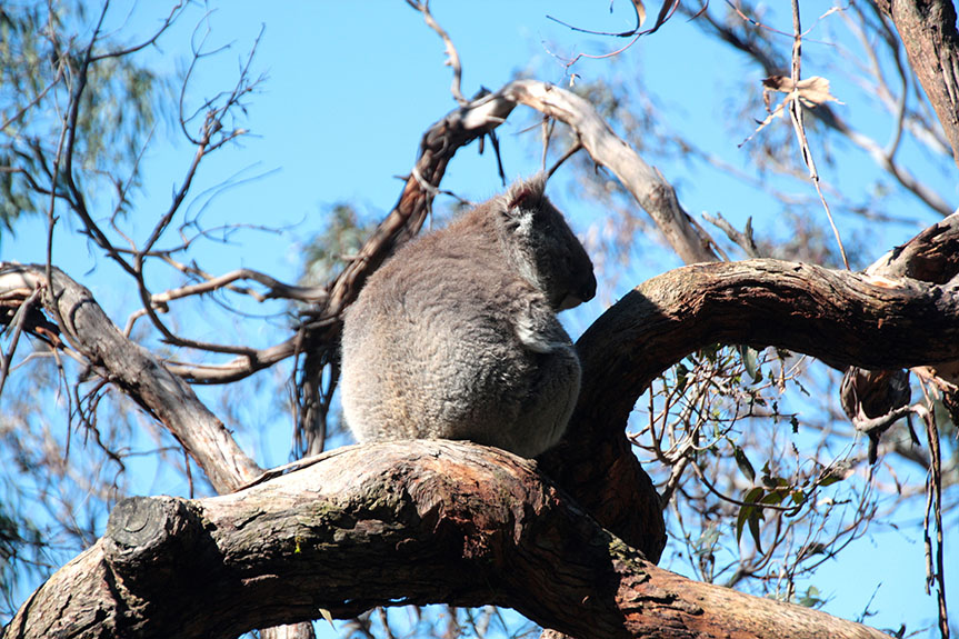 Phillip Island-096