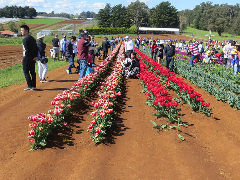 Yarra Valley-016