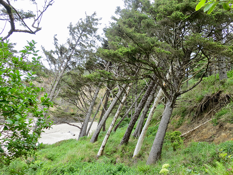 Oregon Coast-025