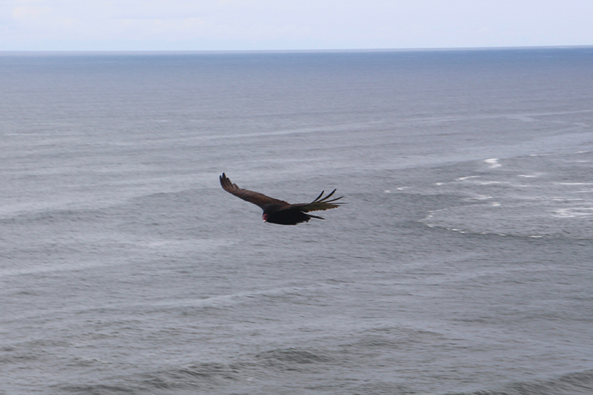 Oregon Coast-085