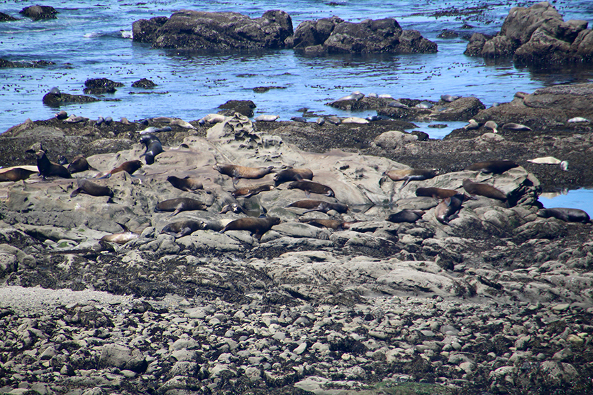 Oregon Coast-105