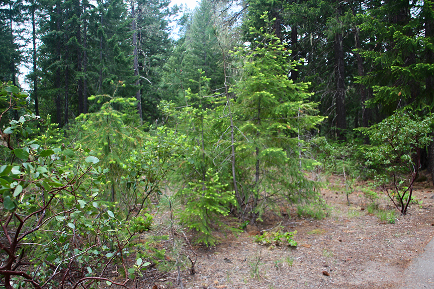 Crater Lake-065