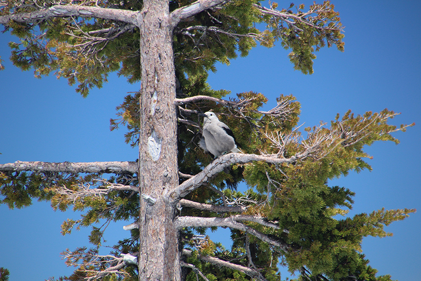 Crater Lake-083