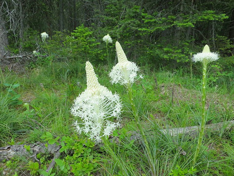 Glacier NP 026