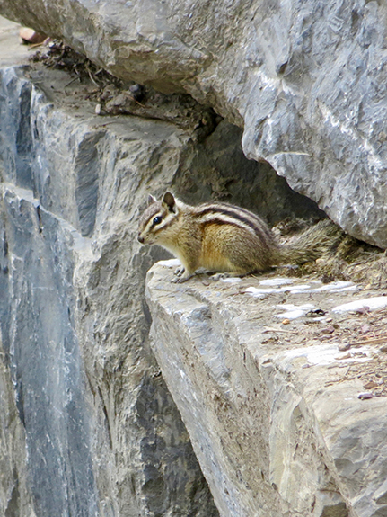 Glacier NP 045