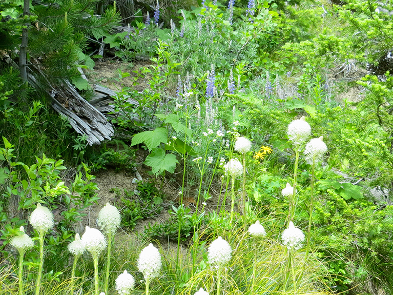 Glacier NP 082