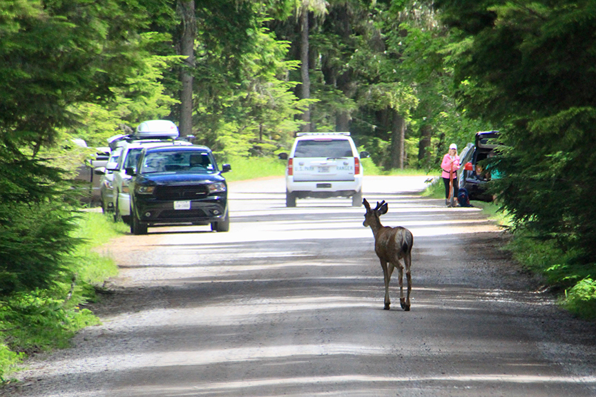 Glacier NP 153