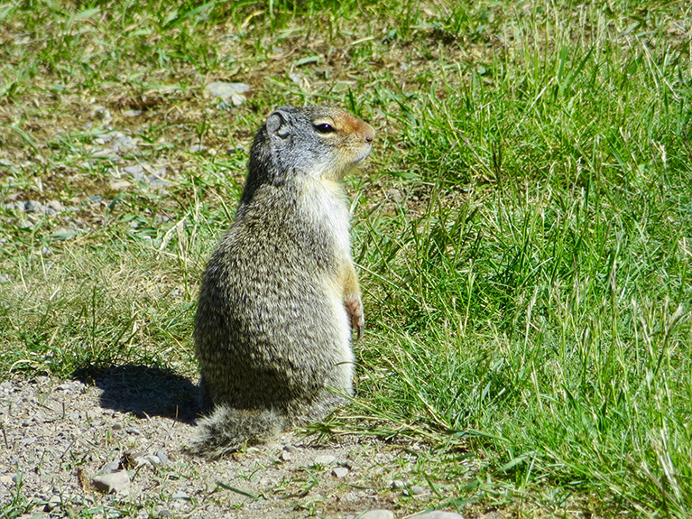 Glacier NP 165