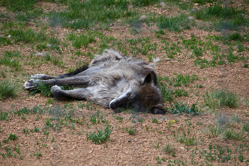 Col Springs to Gunnison-05