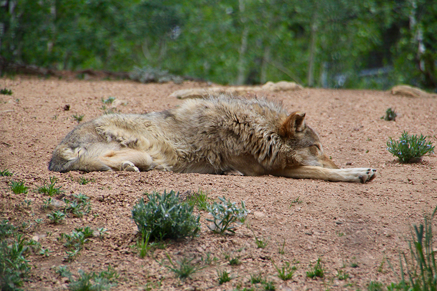 Col Springs to Gunnison-08