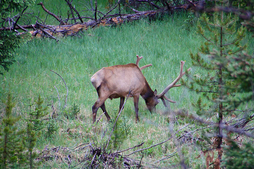 HS Springs to Estes Park 45