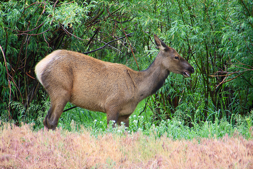 Estes Park 01