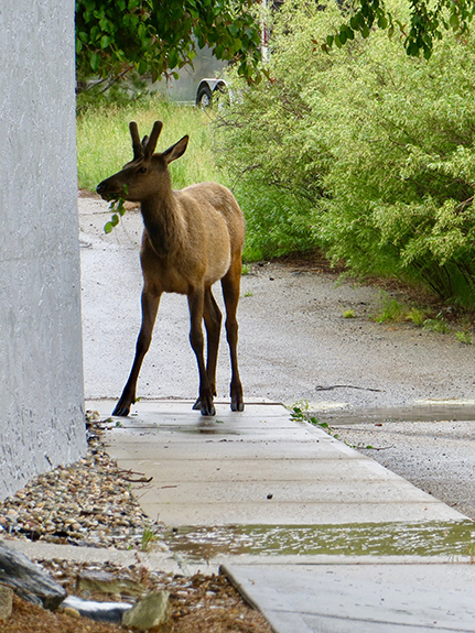 Estes Park 02