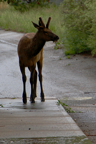 Estes Park 03