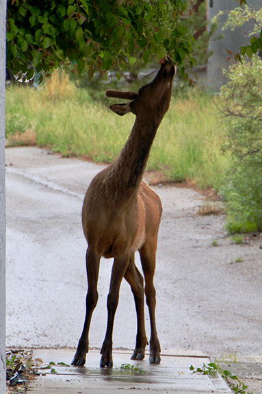 Estes Park 04