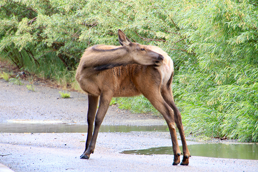 Estes Park 05