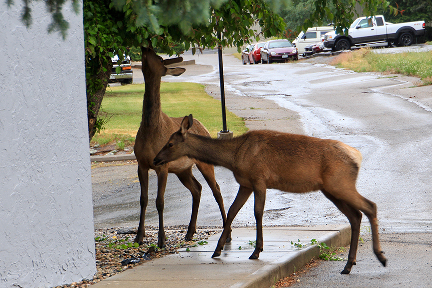 Estes Park 06