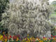Image 043